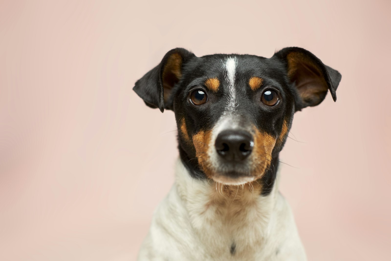 看板犬リス、テリア