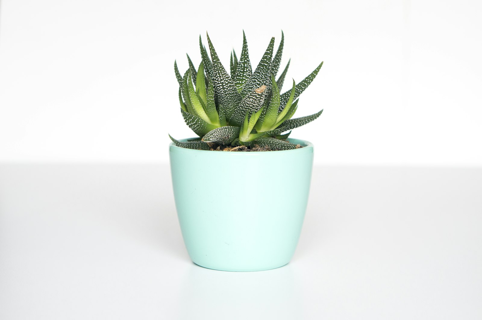 窓辺の観葉植物